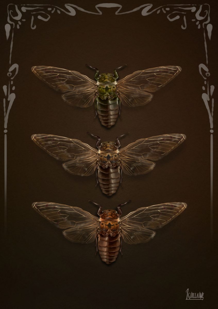 Cicadas