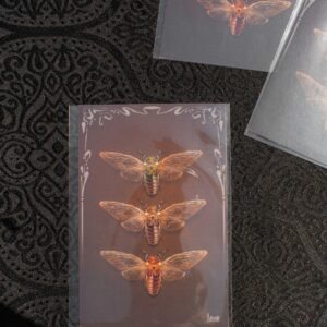 Print A6 – “Cicadas”