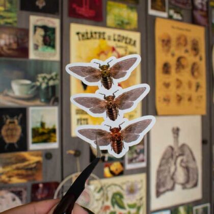 “Cicadas”